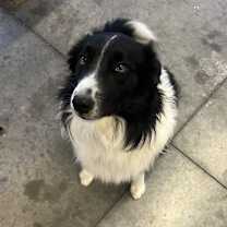 Thumbnail photo of Duke #2