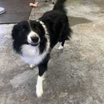 Thumbnail photo of Duke #3