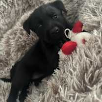 Thumbnail photo of Nova #1