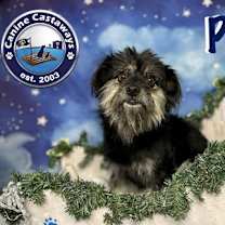 Thumbnail photo of Pixie #1