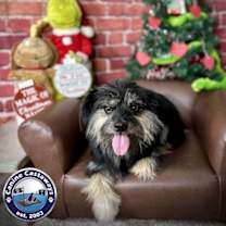 Thumbnail photo of Pixie #3