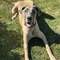 Thumbnail photo of Ava #3