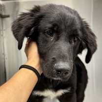 Thumbnail photo of Tinky Winky- ADOPTED! #2