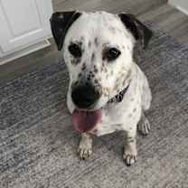 Thumbnail photo of Brody #1