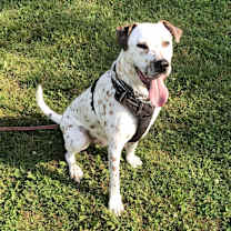 Thumbnail photo of Brody #2