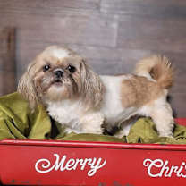 Thumbnail photo of CECILY in RHODE ISLAND #2