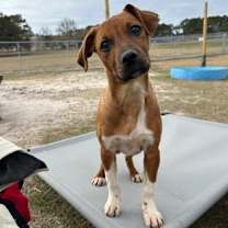 Thumbnail photo of Goose #1