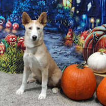 Thumbnail photo of Miski #2