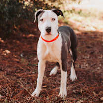 Thumbnail photo of 90019a Kadence #3