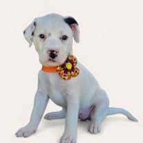 Thumbnail photo of Rav4 #3