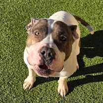 Thumbnail photo of Egg Nog #1