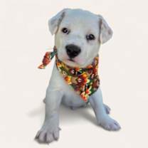 Thumbnail photo of 4Runner #3