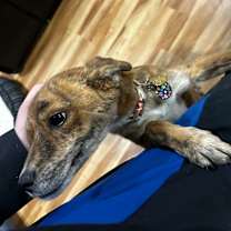 Thumbnail photo of Roxie #2