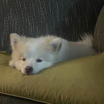 Thumbnail photo of Jax #1