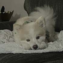 Thumbnail photo of Jax #3