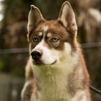 Thumbnail photo of Peach #1