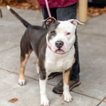 Thumbnail photo of Beckham #1