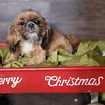 Thumbnail photo of NOEL in RHODE ISLAND #1