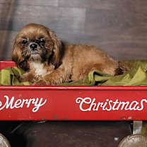 Thumbnail photo of NOEL in RHODE ISLAND #2