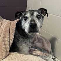 Thumbnail photo of Hatchett #1