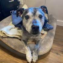 Thumbnail photo of Hatchett #2