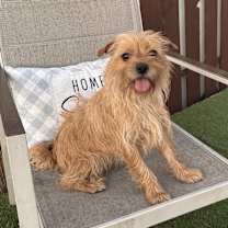 Thumbnail photo of Brownie #1