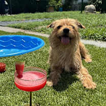 Thumbnail photo of Brownie #2