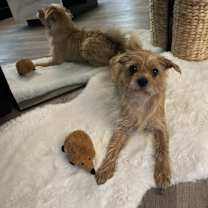 Thumbnail photo of Brownie #3