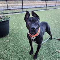 Thumbnail photo of Rook #1