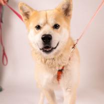 Thumbnail photo of Everest #1