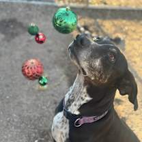 Thumbnail photo of Pasta #1