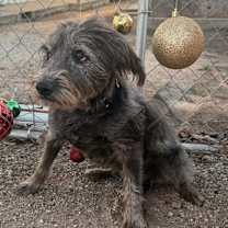 Thumbnail photo of Lucy #1