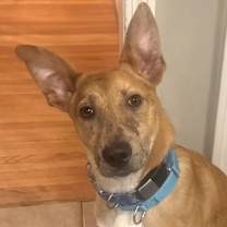 Thumbnail photo of CT Payton (Fostered in Glastonbury, CT) #1