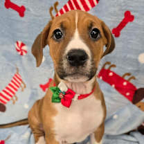 Thumbnail photo of Ruby Sue #1