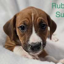 Thumbnail photo of Ruby Sue #4