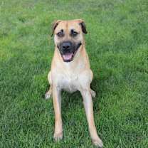 Thumbnail photo of Bruno #2