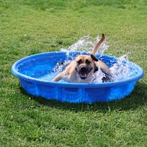 Thumbnail photo of Bruno #3