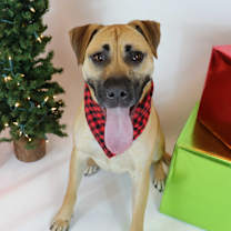 Thumbnail photo of Bruno #4