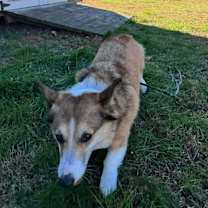 Thumbnail photo of Squirrel #1