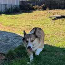 Thumbnail photo of Squirrel #3