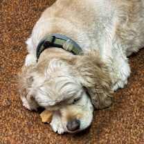 Thumbnail photo of Brody #4