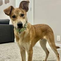 Thumbnail photo of Briggs #4