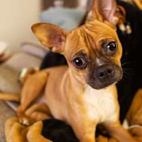 Thumbnail photo of PugZe #1