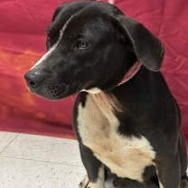 Thumbnail photo of Dancer #2