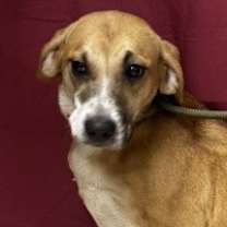 Thumbnail photo of Blitzen #3