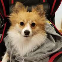 Thumbnail photo of Bear #1