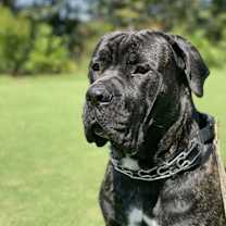 Thumbnail photo of Bravo #1