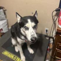 Thumbnail photo of KiBo #1