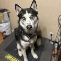 Thumbnail photo of KiBo #2