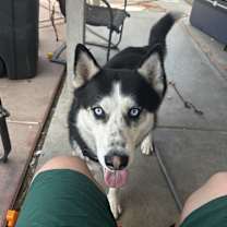 Thumbnail photo of KiBo #3